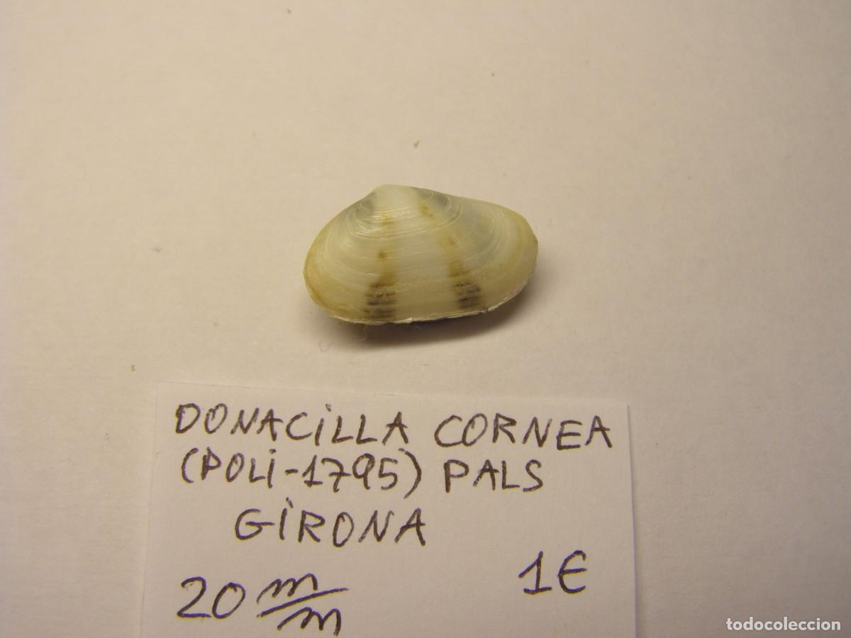 Coleccionismo de moluscos: Bivalvo shell donacilla cornea. Girona. - Foto 3