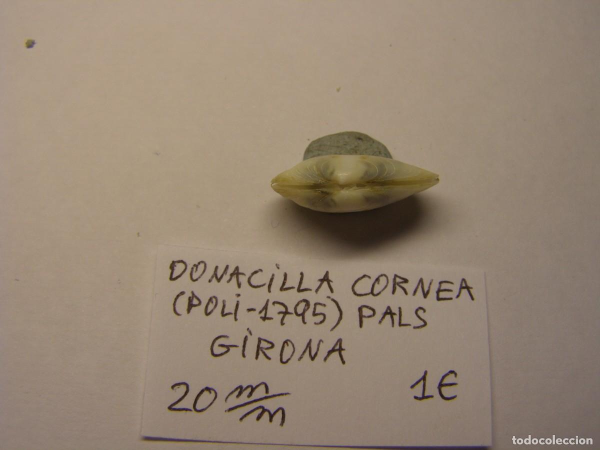 Coleccionismo de moluscos: Bivalvo shell donacilla cornea. Girona. - Foto 4