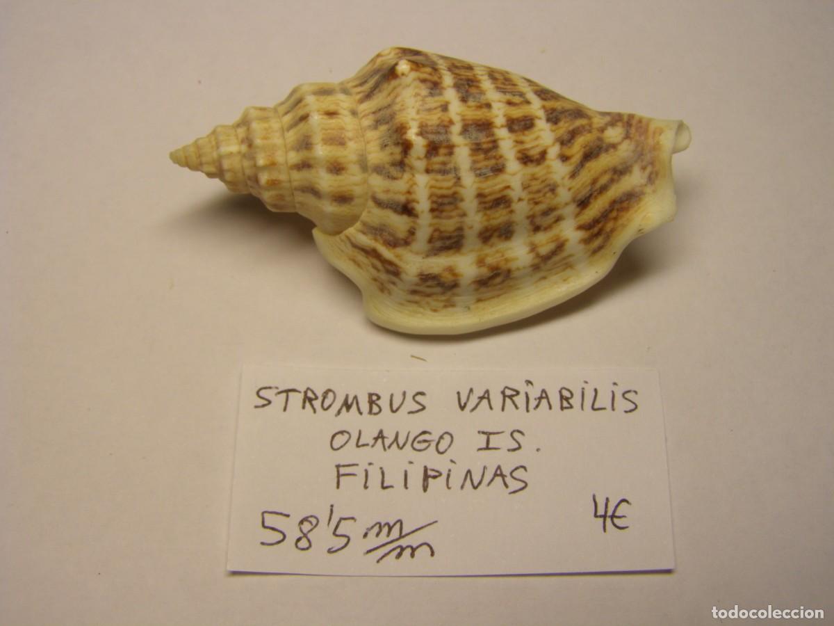 Coleccionismo de moluscos: Caracol snail shell strombus variabilis. Filipinas. - Foto 1