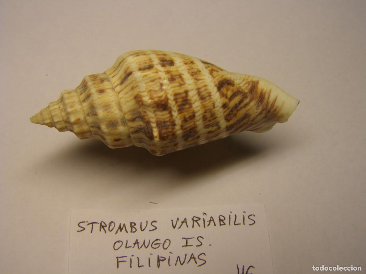 Coleccionismo de moluscos: Caracol snail shell strombus variabilis. Filipinas. - Foto 2