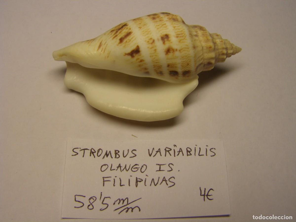 Coleccionismo de moluscos: Caracol snail shell strombus variabilis. Filipinas. - Foto 3