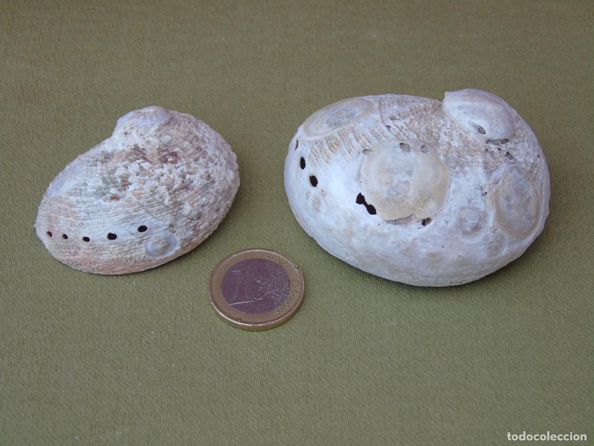Coleccionismo de moluscos: PAREJA DE CONCHAS DE OREJA. - Foto 1