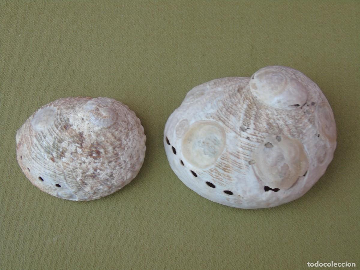 Coleccionismo de moluscos: PAREJA DE CONCHAS DE OREJA. - Foto 2