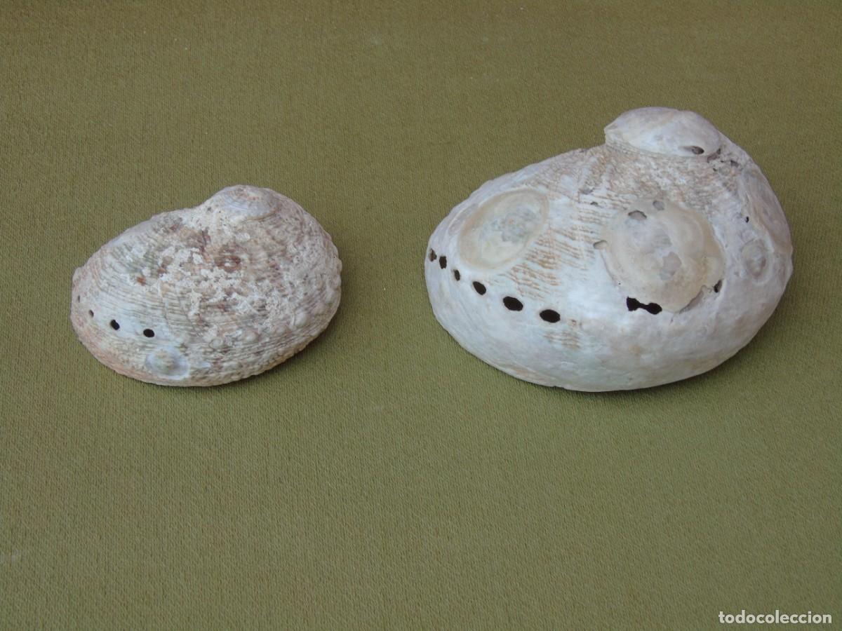 Coleccionismo de moluscos: PAREJA DE CONCHAS DE OREJA. - Foto 3