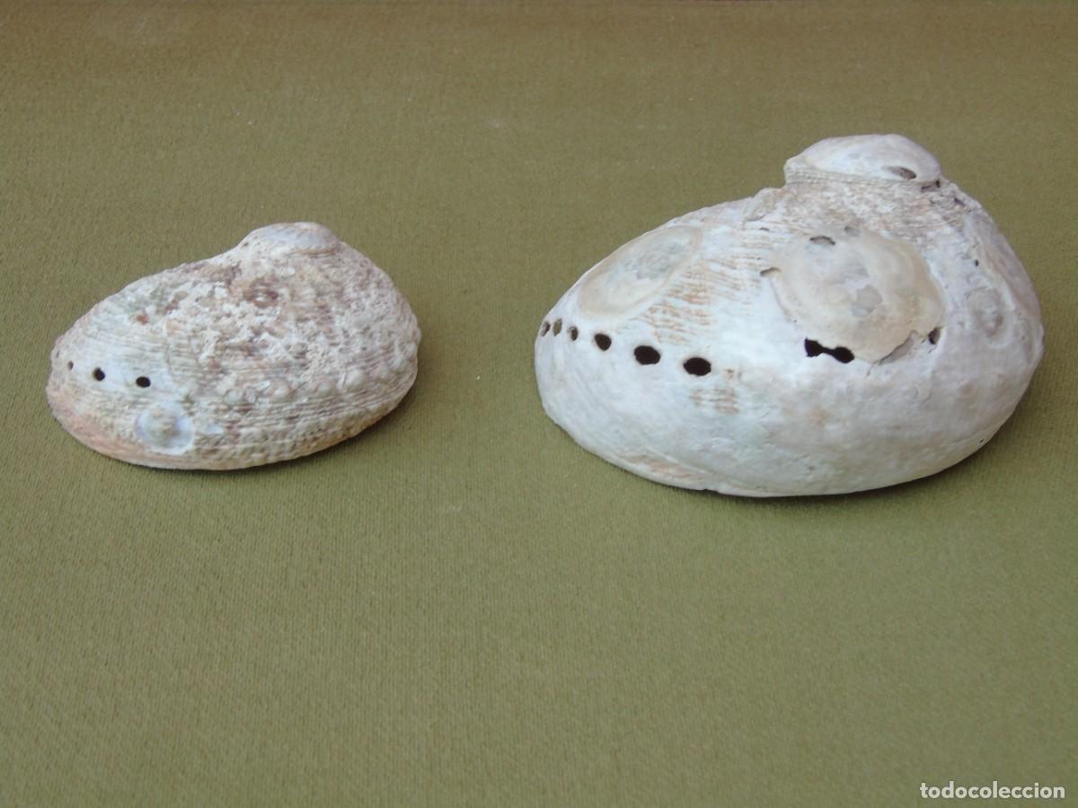 Coleccionismo de moluscos: PAREJA DE CONCHAS DE OREJA. - Foto 4