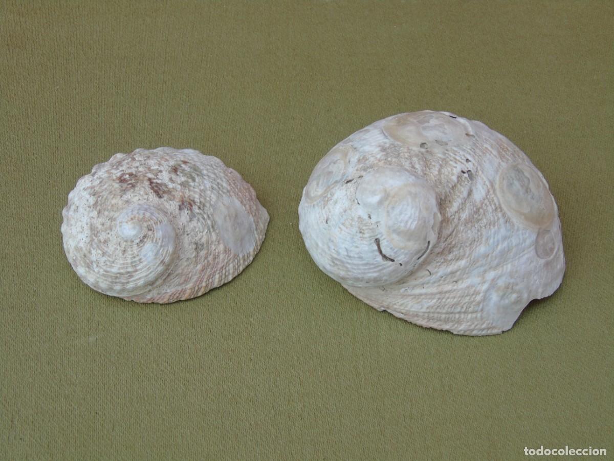 Coleccionismo de moluscos: PAREJA DE CONCHAS DE OREJA. - Foto 5