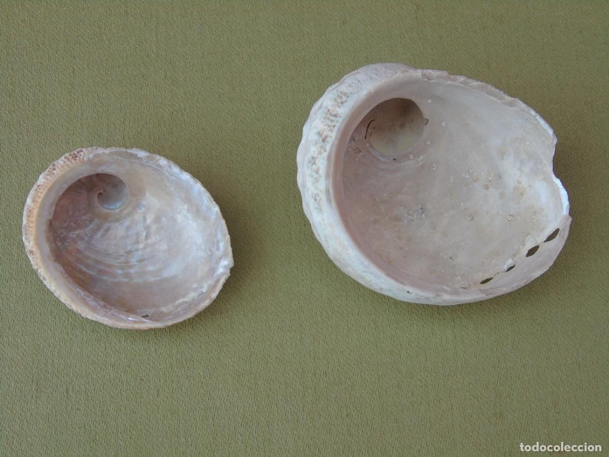 Coleccionismo de moluscos: PAREJA DE CONCHAS DE OREJA. - Foto 6