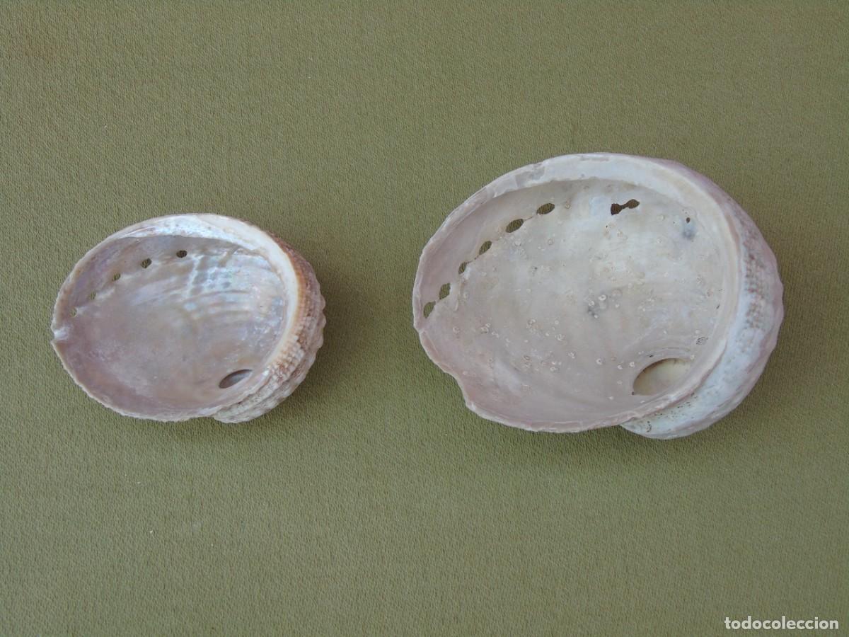 Coleccionismo de moluscos: PAREJA DE CONCHAS DE OREJA. - Foto 7