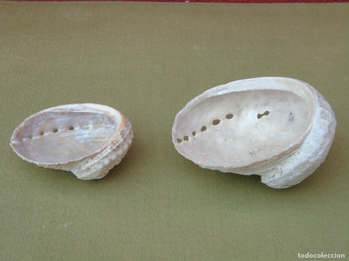 Coleccionismo de moluscos: PAREJA DE CONCHAS DE OREJA. - Foto 8