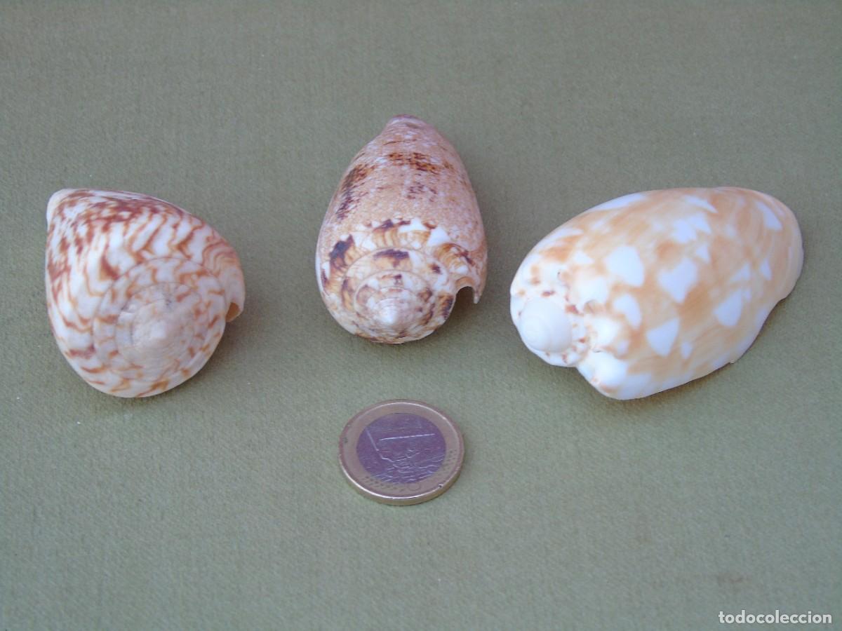 Coleccionismo de moluscos: 3 CARACOLAS CONICAS DIFERENTES. - Foto 2