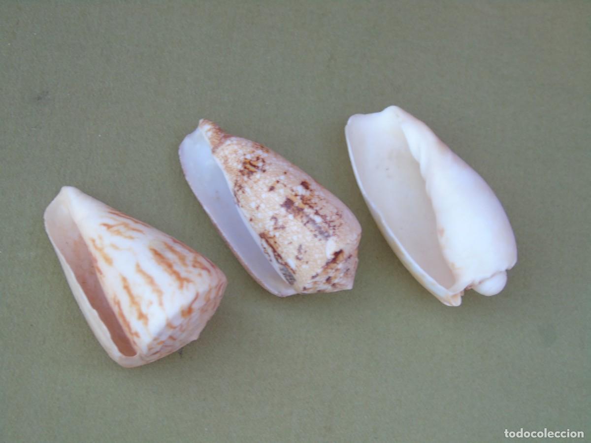 Coleccionismo de moluscos: 3 CARACOLAS CONICAS DIFERENTES. - Foto 8