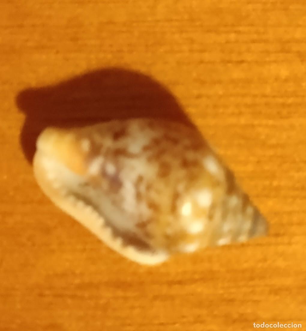 Coleccionismo de moluscos: CONCHA COLUMBELLA RUSTICA. 1.50 * 0.70 CMS. - Foto 1