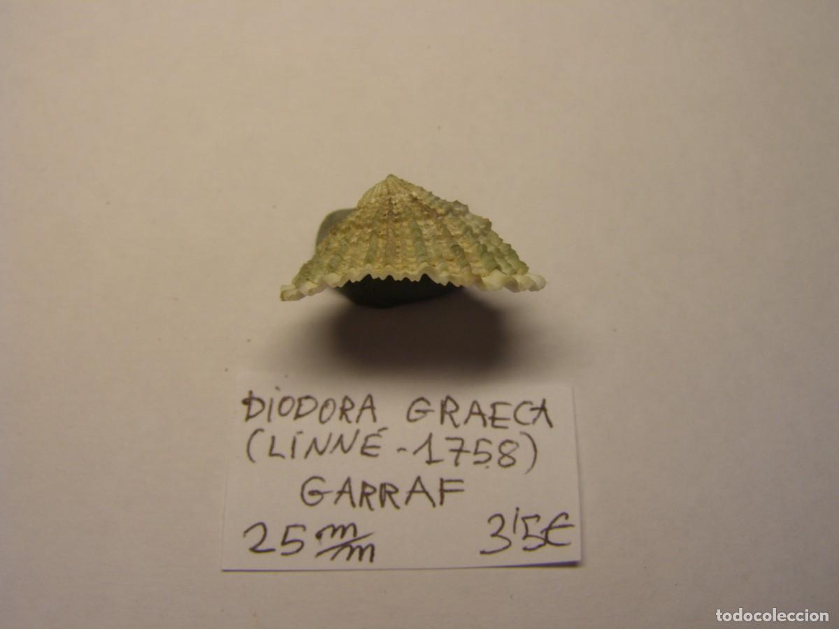 Coleccionismo de moluscos: Caracol snail shell diodora graeca. Barcelona. - Foto 2