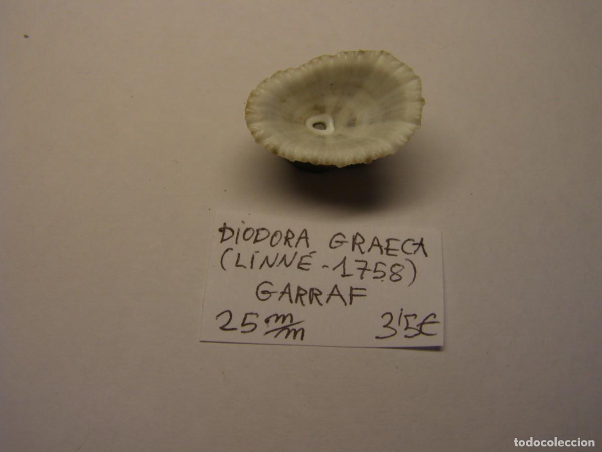 Coleccionismo de moluscos: Caracol snail shell diodora graeca. Barcelona. - Foto 3