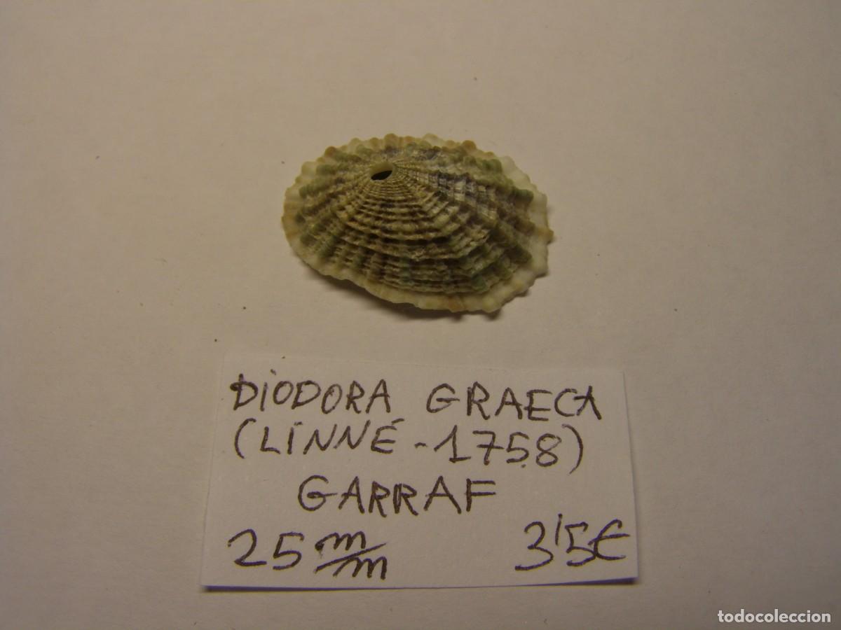 Coleccionismo de moluscos: Caracol snail shell diodora graeca. Barcelona. - Foto 1