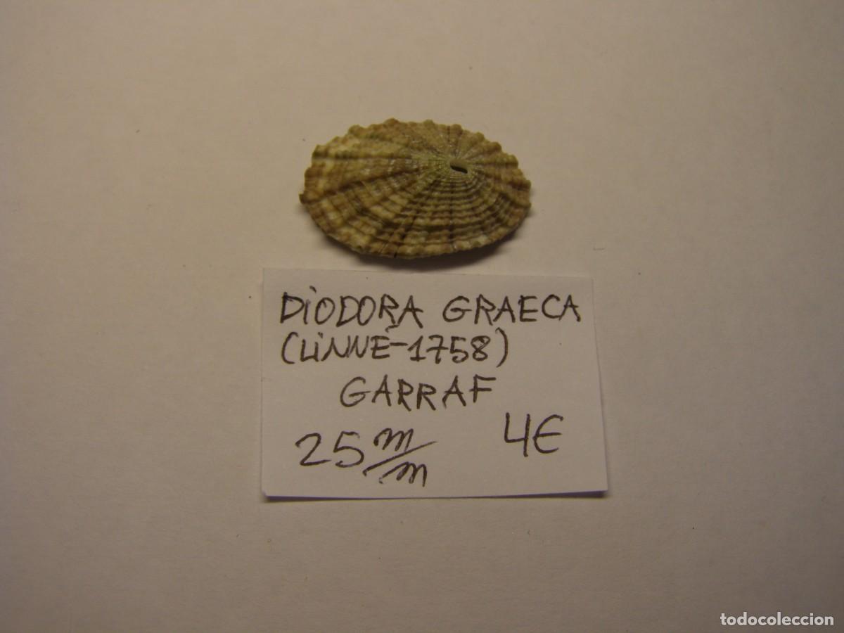 Coleccionismo de moluscos: Caracol snail shell diodora graeca. Barcelona. - Foto 1