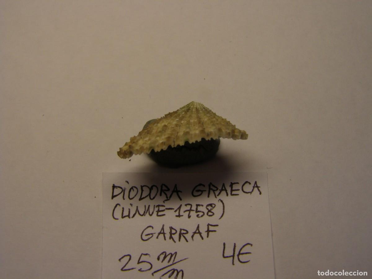 Coleccionismo de moluscos: Caracol snail shell diodora graeca. Barcelona. - Foto 2