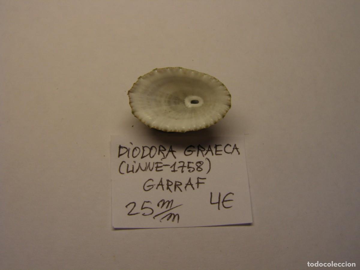 Coleccionismo de moluscos: Caracol snail shell diodora graeca. Barcelona. - Foto 3