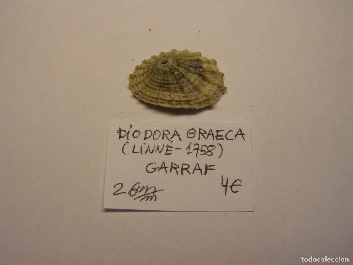 Coleccionismo de moluscos: Caracol snail shell diodora graeca. Barcelona. - Foto 1