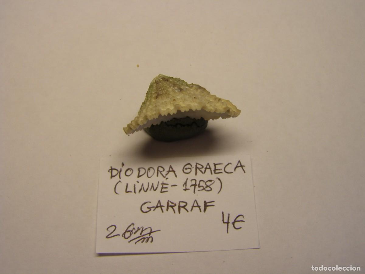 Coleccionismo de moluscos: Caracol snail shell diodora graeca. Barcelona. - Foto 2
