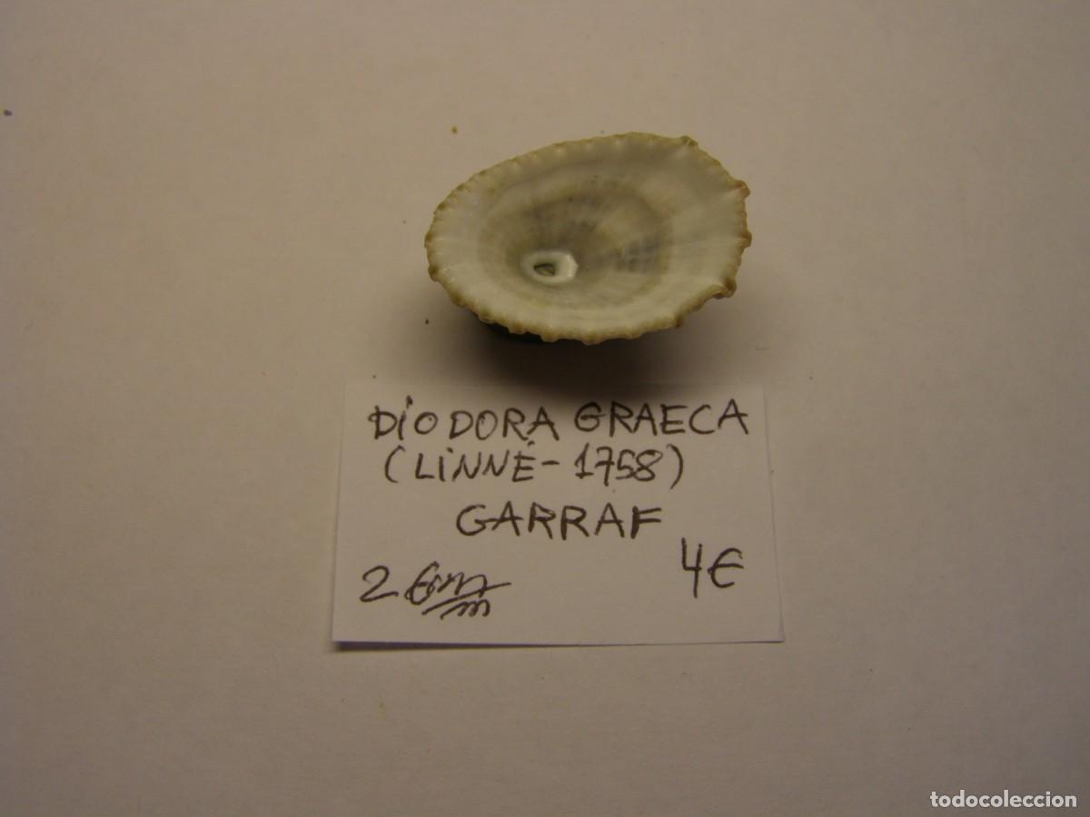 Coleccionismo de moluscos: Caracol snail shell diodora graeca. Barcelona. - Foto 3