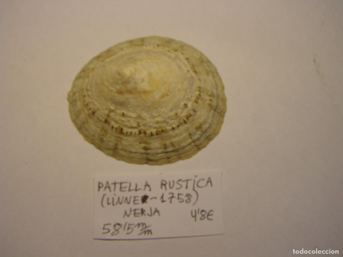 Coleccionismo de moluscos: Caracol snail shell patella rustica. Nerja. - Foto 1