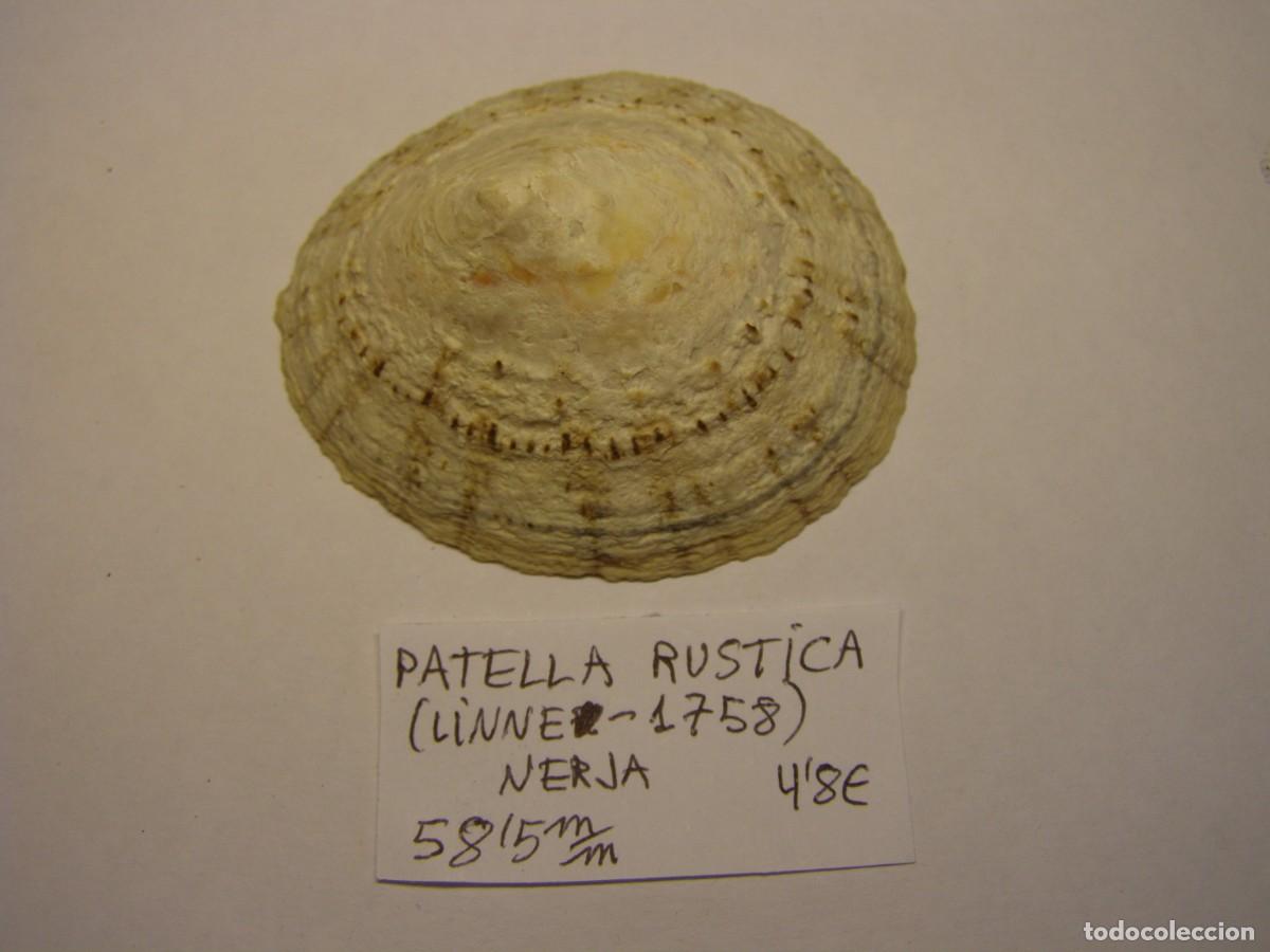 Coleccionismo de moluscos: Caracol snail shell patella rustica. Nerja. - Foto 2