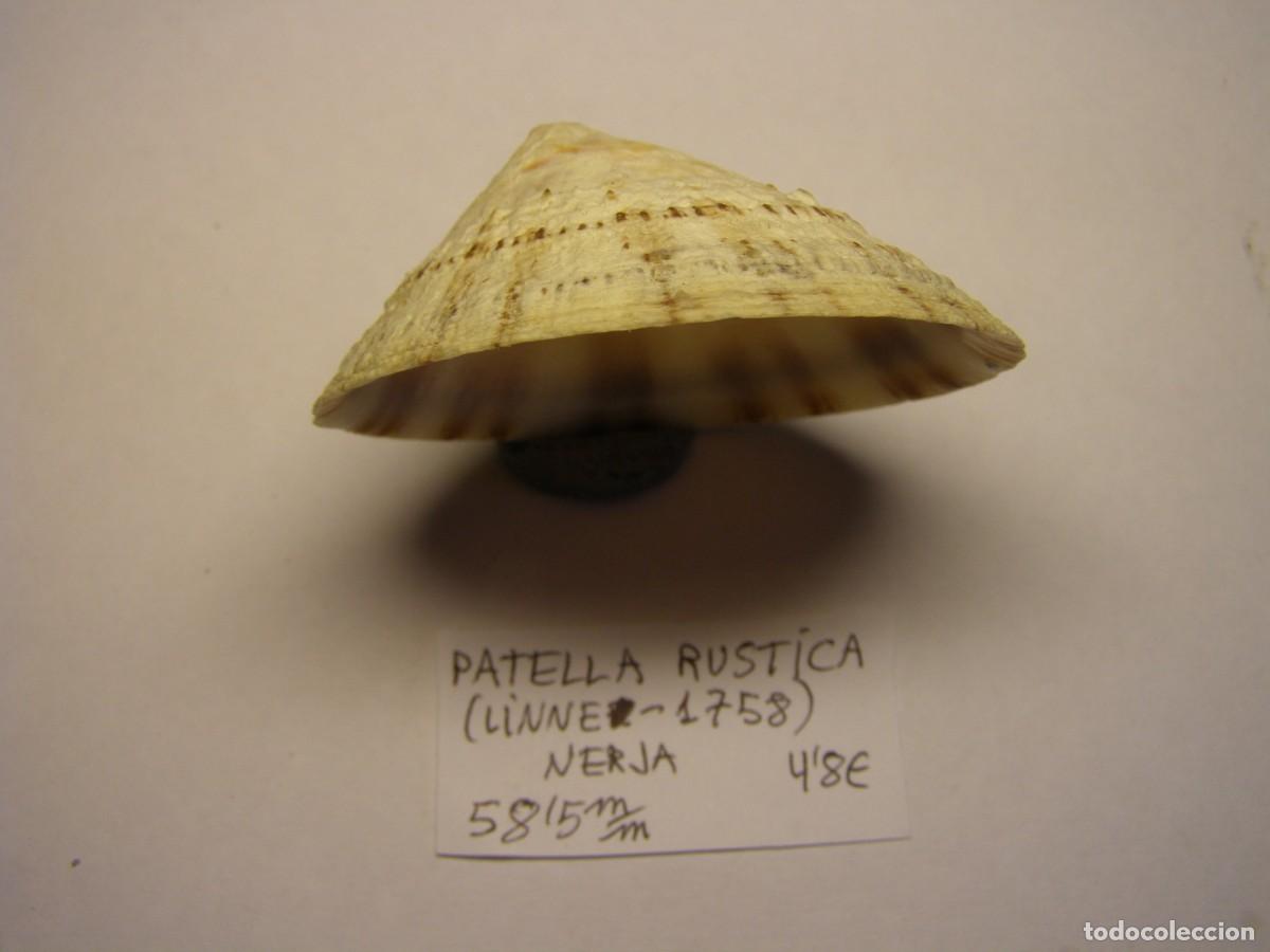 Coleccionismo de moluscos: Caracol snail shell patella rustica. Nerja. - Foto 3