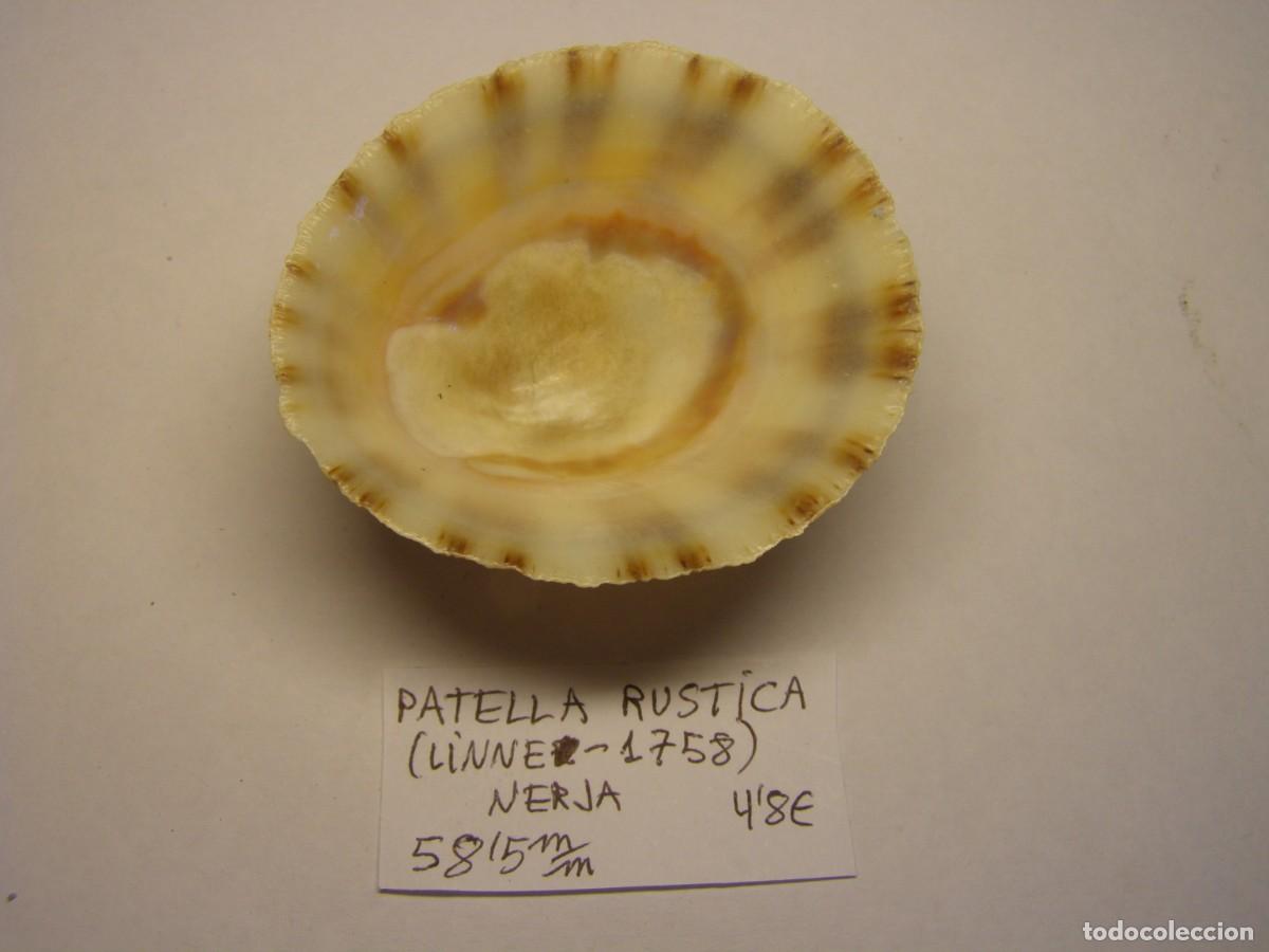 Coleccionismo de moluscos: Caracol snail shell patella rustica. Nerja. - Foto 4