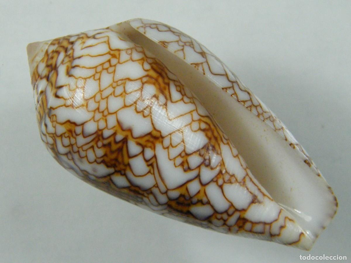 Coleccionismo de moluscos: #35133 Conus textile pyramidalis, Madagascar. - Foto 1