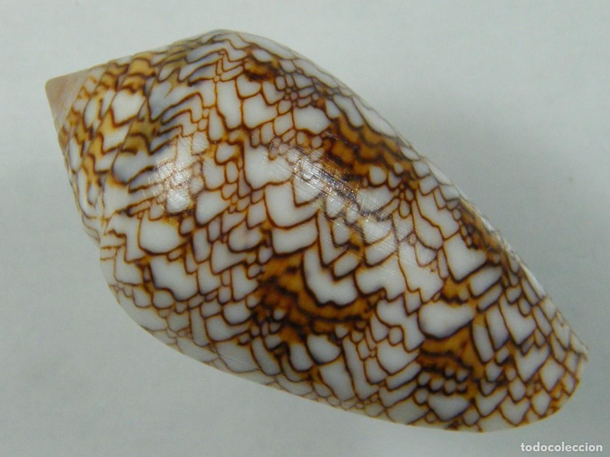 Coleccionismo de moluscos: #35133 Conus textile pyramidalis, Madagascar. - Foto 2