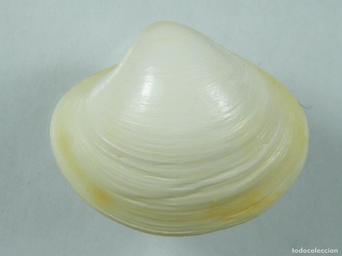 Coleccionismo de moluscos: #35113 Pitar affinis, Australia. - Foto 1