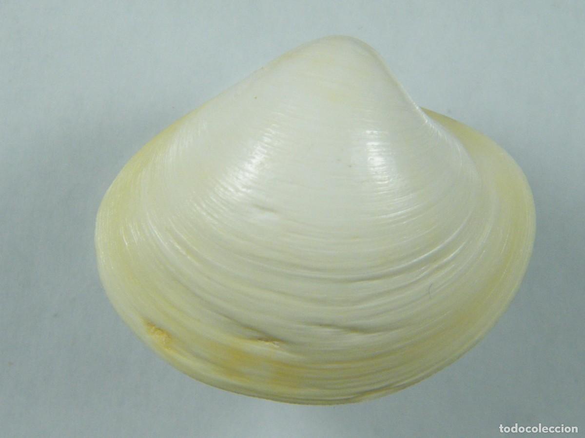 Coleccionismo de moluscos: #35113 Pitar affinis, Australia. - Foto 2