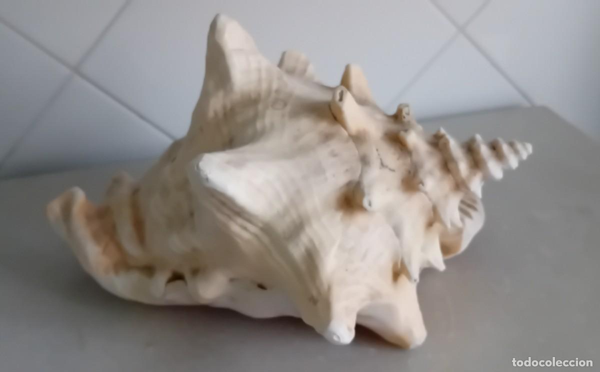 Coleccionismo de moluscos: Gran Caracola Strombo - Foto 1