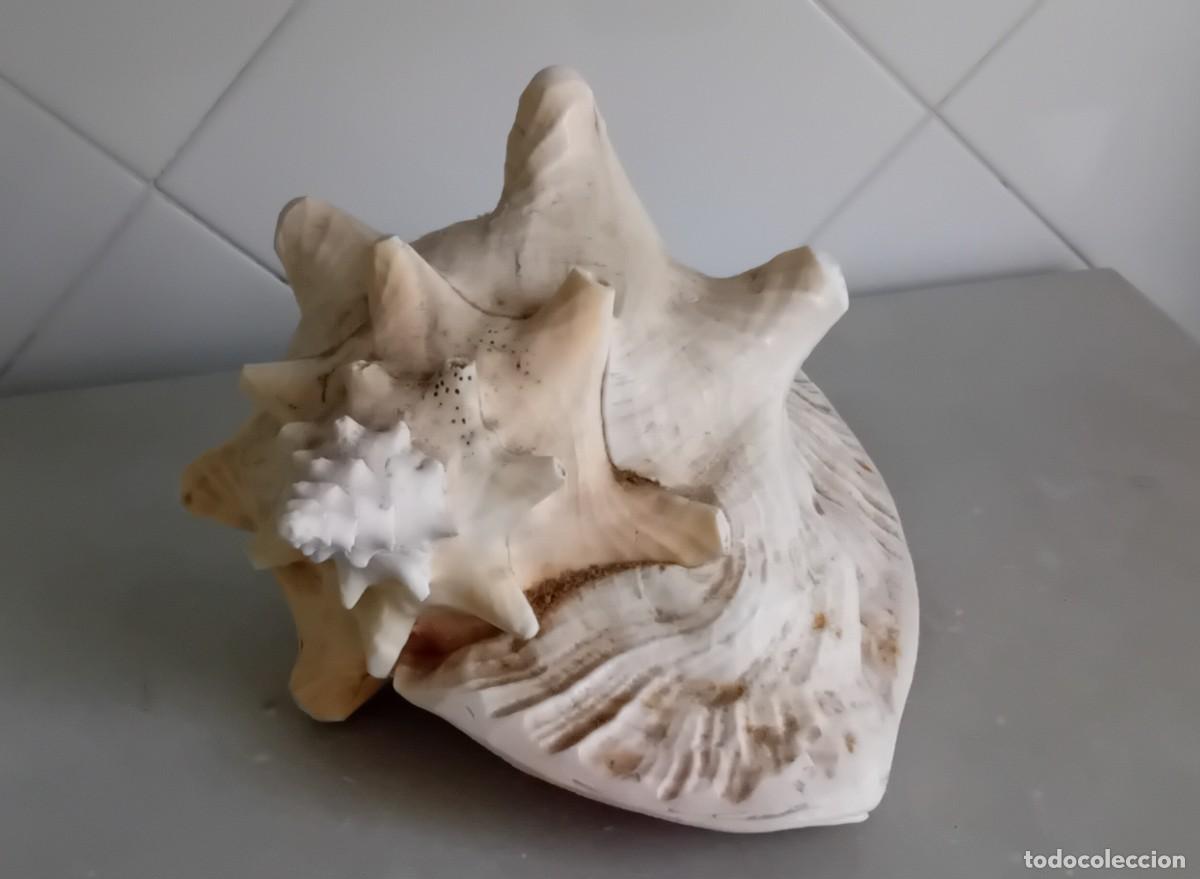 Coleccionismo de moluscos: Gran Caracola Strombo - Foto 2