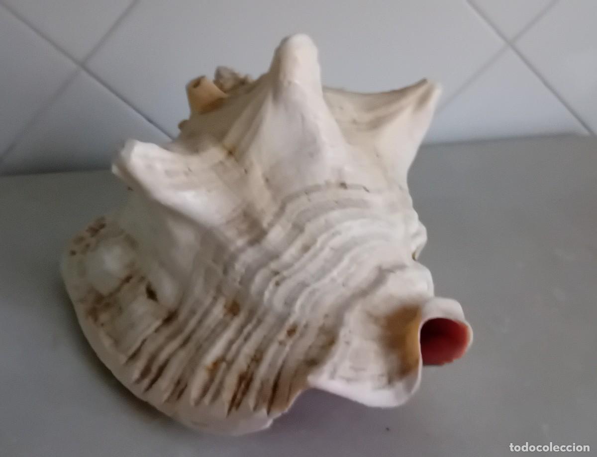 Coleccionismo de moluscos: Gran Caracola Strombo - Foto 3