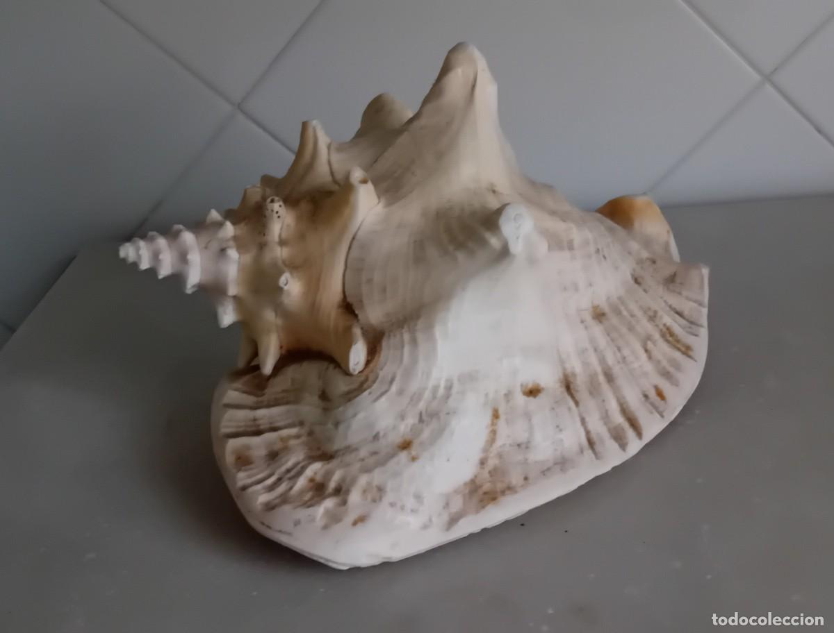 Coleccionismo de moluscos: Gran Caracola Strombo - Foto 4