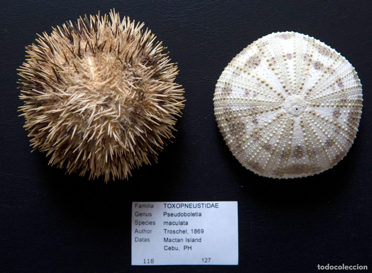 Coleccionismo de moluscos: Erizos de mar Pseudoboletia maculata. - Foto 1