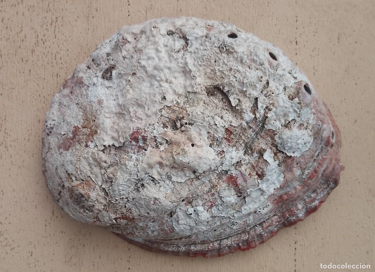 Coleccionismo de moluscos: Concha Abul&oacute;n Oreja de Mar - Foto 2