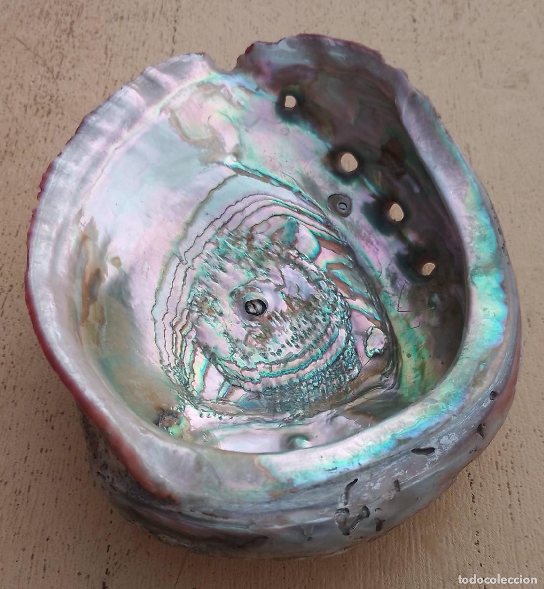 Coleccionismo de moluscos: Concha Abul&oacute;n Oreja de Mar - Foto 6