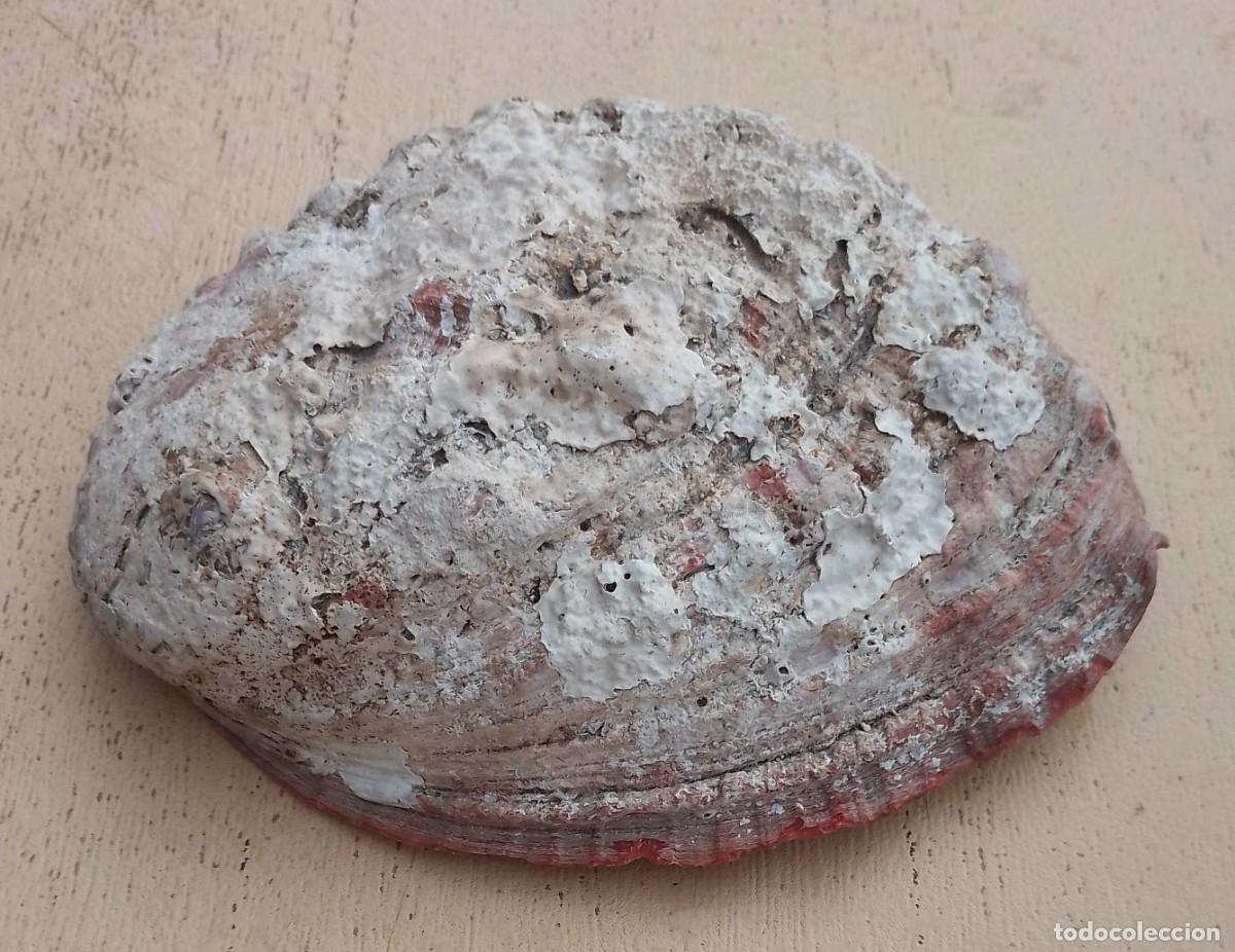 Coleccionismo de moluscos: Concha Abul&oacute;n Oreja de Mar - Foto 7