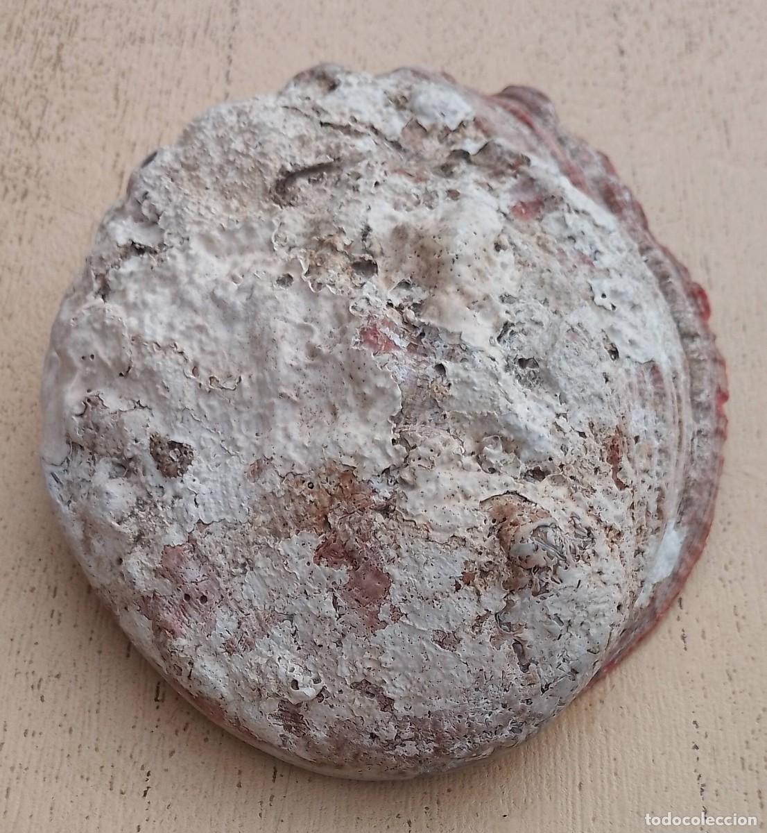 Coleccionismo de moluscos: Concha Abul&oacute;n Oreja de Mar - Foto 8