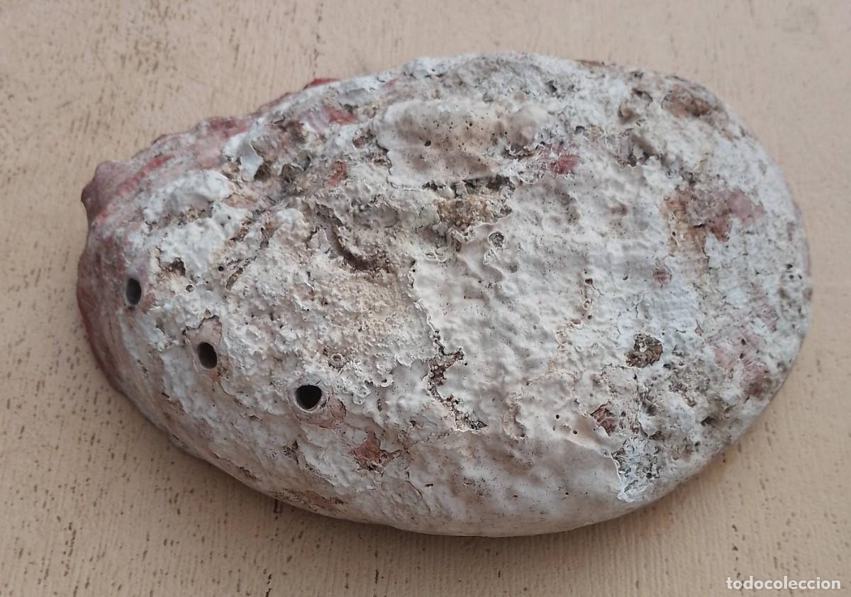 Coleccionismo de moluscos: Concha Abul&oacute;n Oreja de Mar - Foto 9
