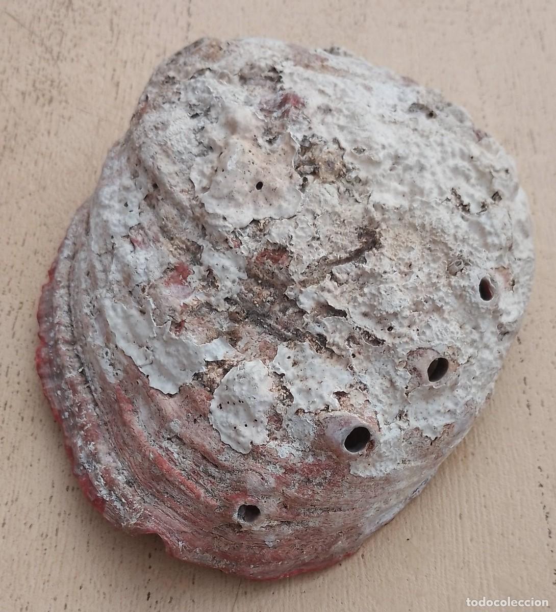 Coleccionismo de moluscos: Concha Abul&oacute;n Oreja de Mar - Foto 10