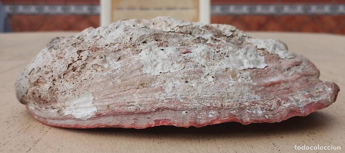 Coleccionismo de moluscos: Concha Abul&oacute;n Oreja de Mar - Foto 11