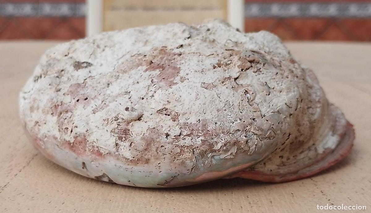 Coleccionismo de moluscos: Concha Abul&oacute;n Oreja de Mar - Foto 12