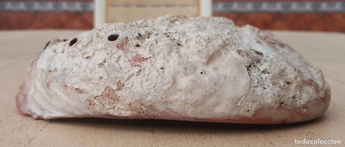 Coleccionismo de moluscos: Concha Abul&oacute;n Oreja de Mar - Foto 13