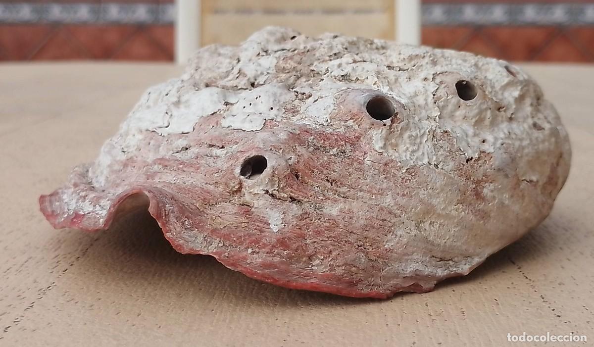Coleccionismo de moluscos: Concha Abul&oacute;n Oreja de Mar - Foto 14