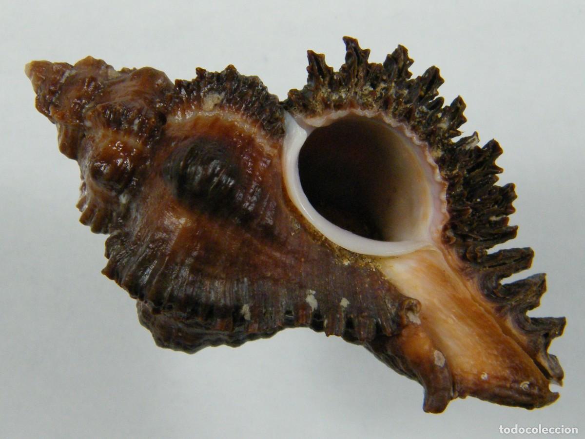 Coleccionismo de moluscos: #35175 Murex monicae, Madagascar. - Foto 1