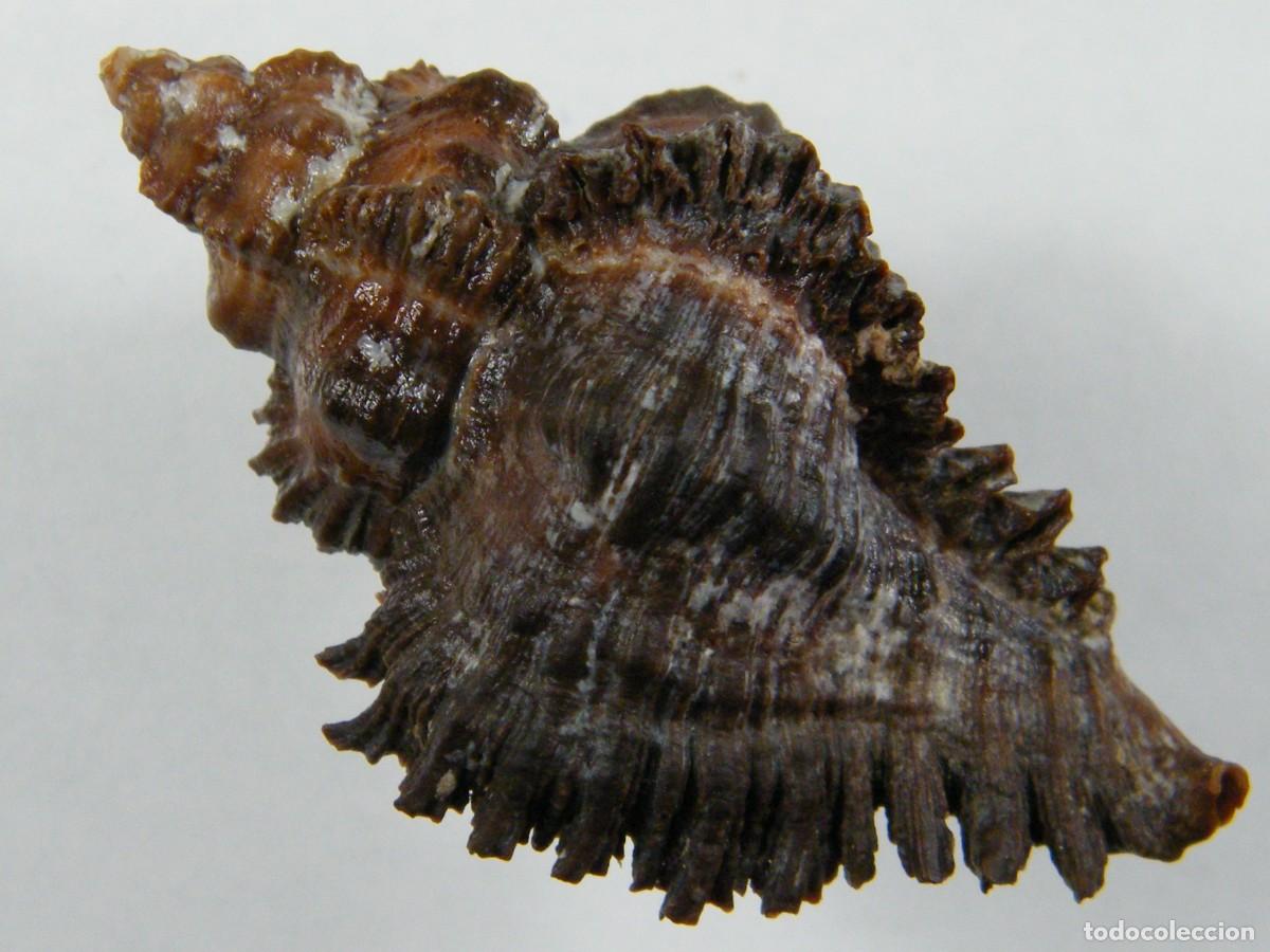 Coleccionismo de moluscos: #35175 Murex monicae, Madagascar. - Foto 2